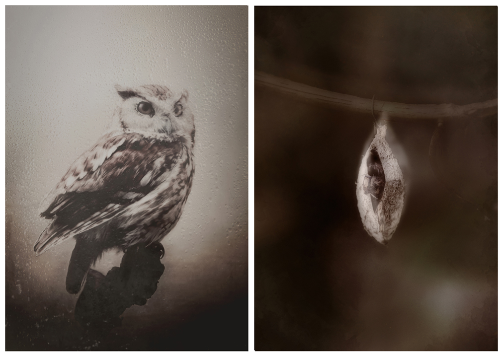 Rebirth